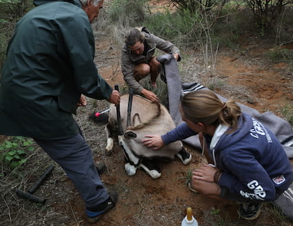 Injured oryx in Namibia