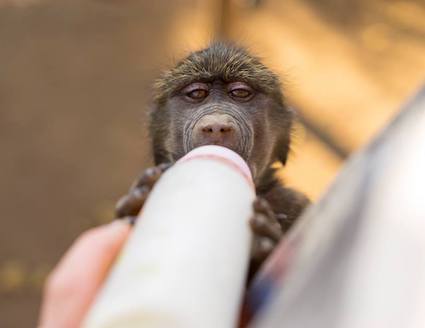 baby baboon feeding