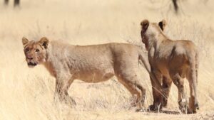Released lions at Omaruru