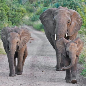 African elephants walking