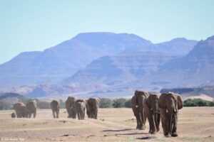 Desert elephant herd in Namibia