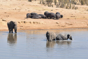 elephants and hippos in Hwange