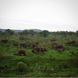 Huge herd of elephants