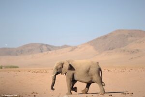 Lone desert elephant