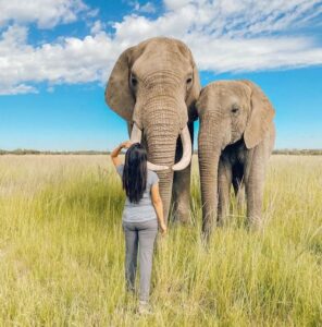 Volunteer standing in front of elephants