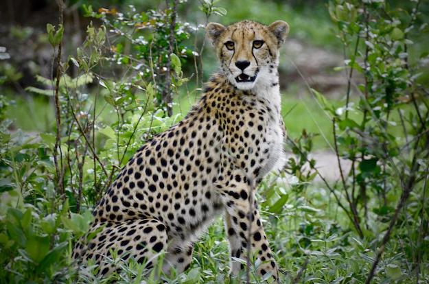 Cheetah sitting looking at camera
