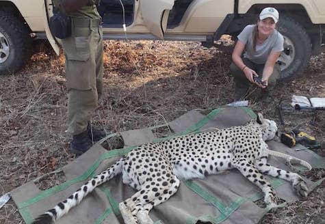 cheetah collaring in malawi
