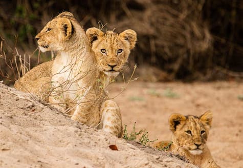 lion cubs in liwonde malawi