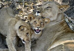 lionness and cubs