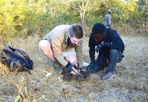 people measuring elephant dung
