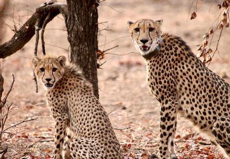 two cheetahs looking at the camera