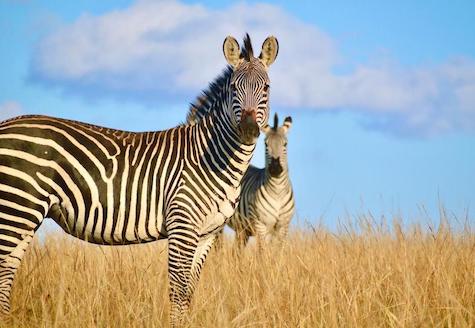 two zebras face on