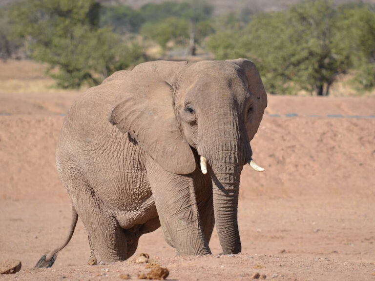 Desert elephant in Namibia