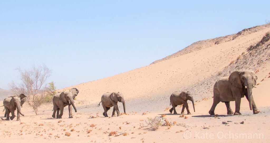 Desert elephants in Namibia walking on sand