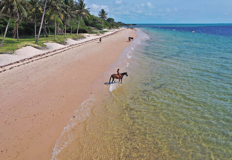 Drone shot of two horses on the beach