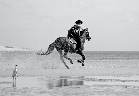 Horse volunteer galloping on sand