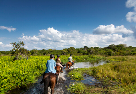 Horse riding up river in Mozambique