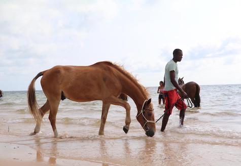 Man leading horse into ocean
