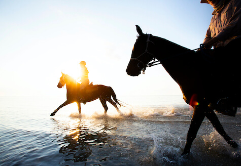 Two horses walking into the sea