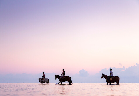 three horses walking in the ocean at sunrise