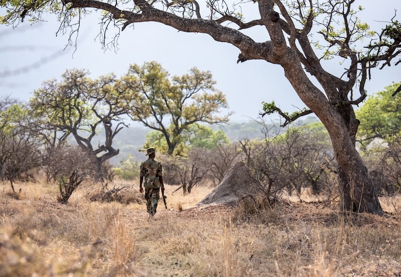 solo ranger walking through the bush