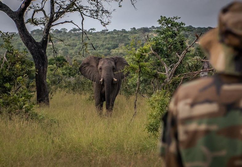 Ranger with elephant in the background