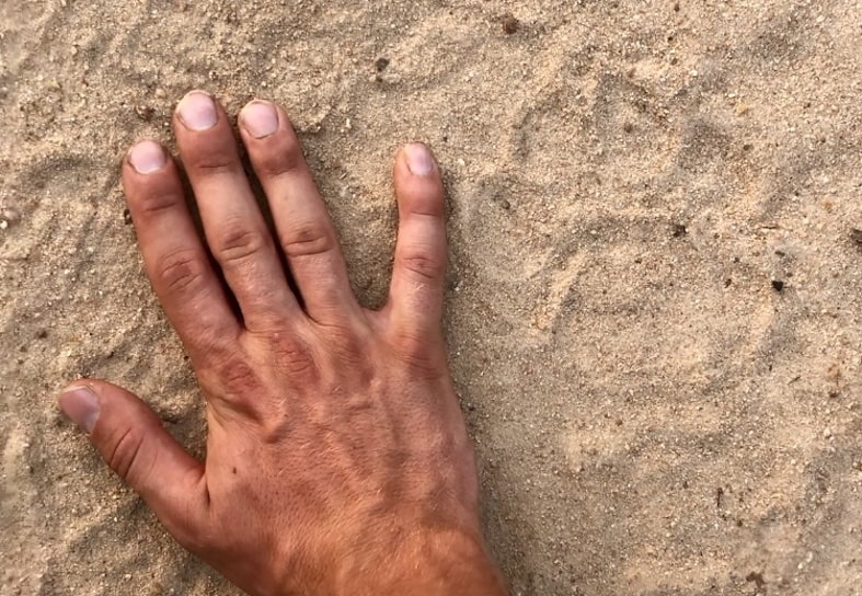 mans hand next to large lion track