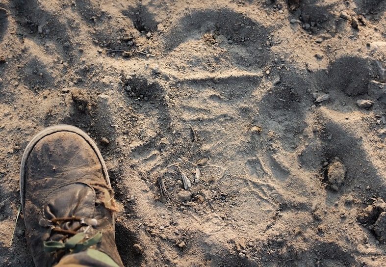 mans foot next to large rhino track