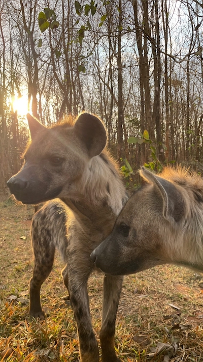 Hyena at wildlife sanctuary