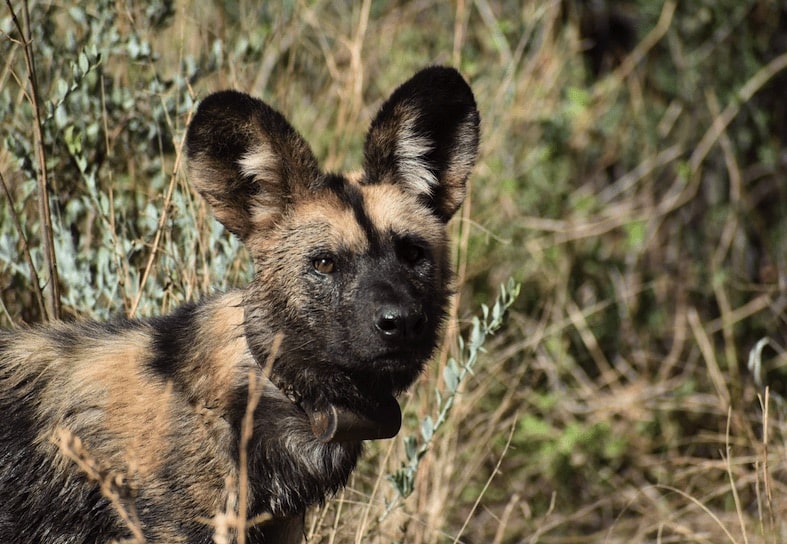 African wild dog in Namibia