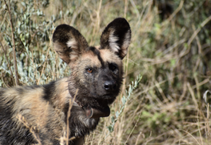 African wild dog Omaruru Namibia