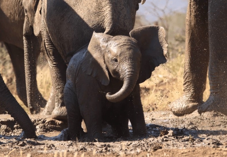 Baby elephant at Omaruru-min-min