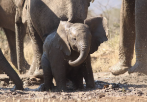 Baby elephant in Namibia