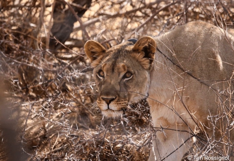Female lion at Omaruru-min-min
