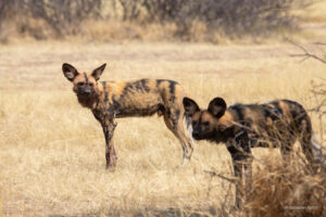 Two African wild dogs
