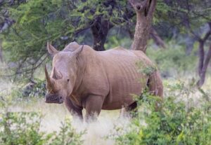 Rhino on Omaruru Nature Reserve