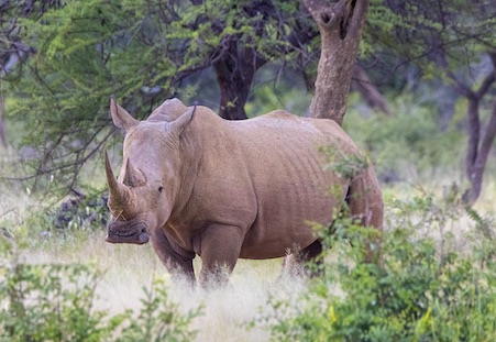 White Rhino on Omaururu Nature Reserve