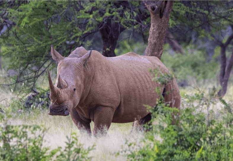 White rhino in Namibia-min-min