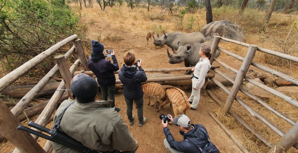 Volunteers feeding rhinos