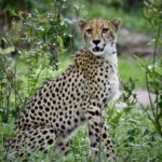 wildlife safari veterinary internship