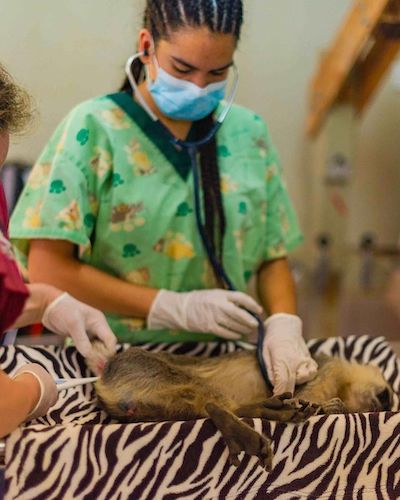 Veterinary intern with injured monkey