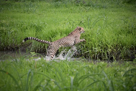 cheetah jumping out of river