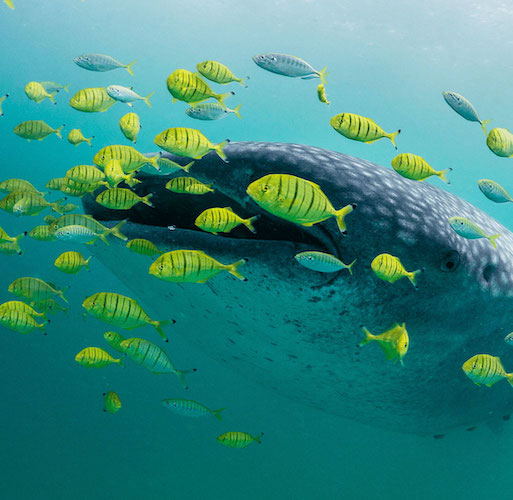 Whale shark with yellow fish