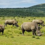 Group of rhinos in South africa