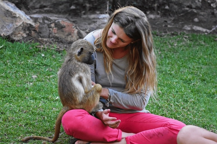 Volunteer with baboon at wildlife sanctuary