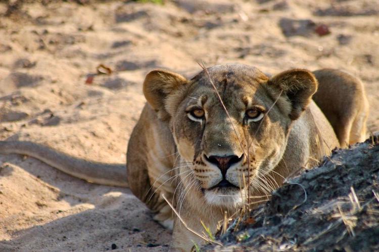 Lioness in Liwonde National Park