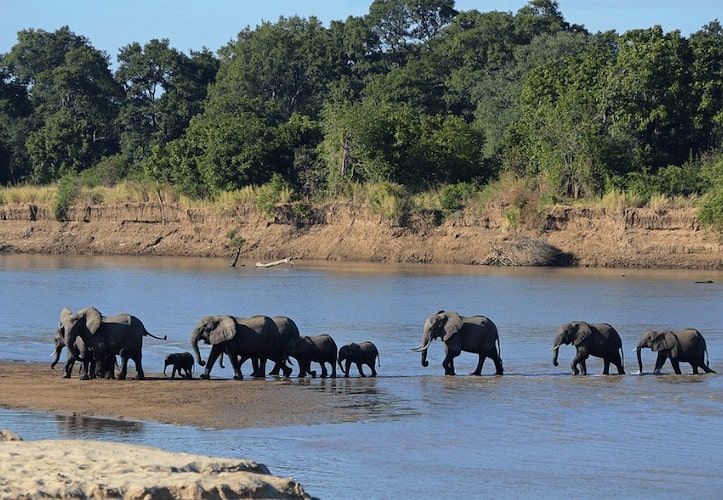 Elephants crossing river in Liwonde