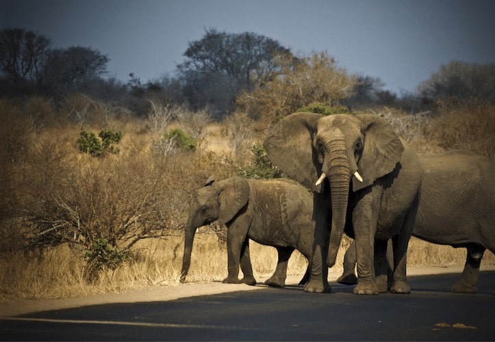 Elephants on the road in Malawi