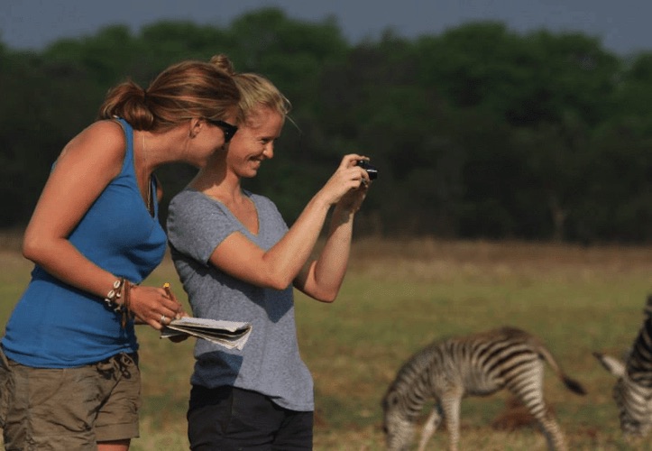 Volunteers taking photos of zebras