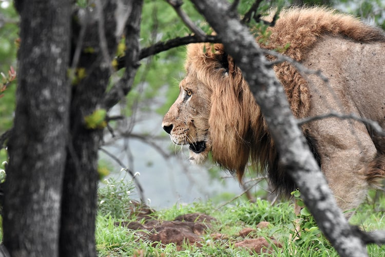 Male lion walking past a tree in Africa